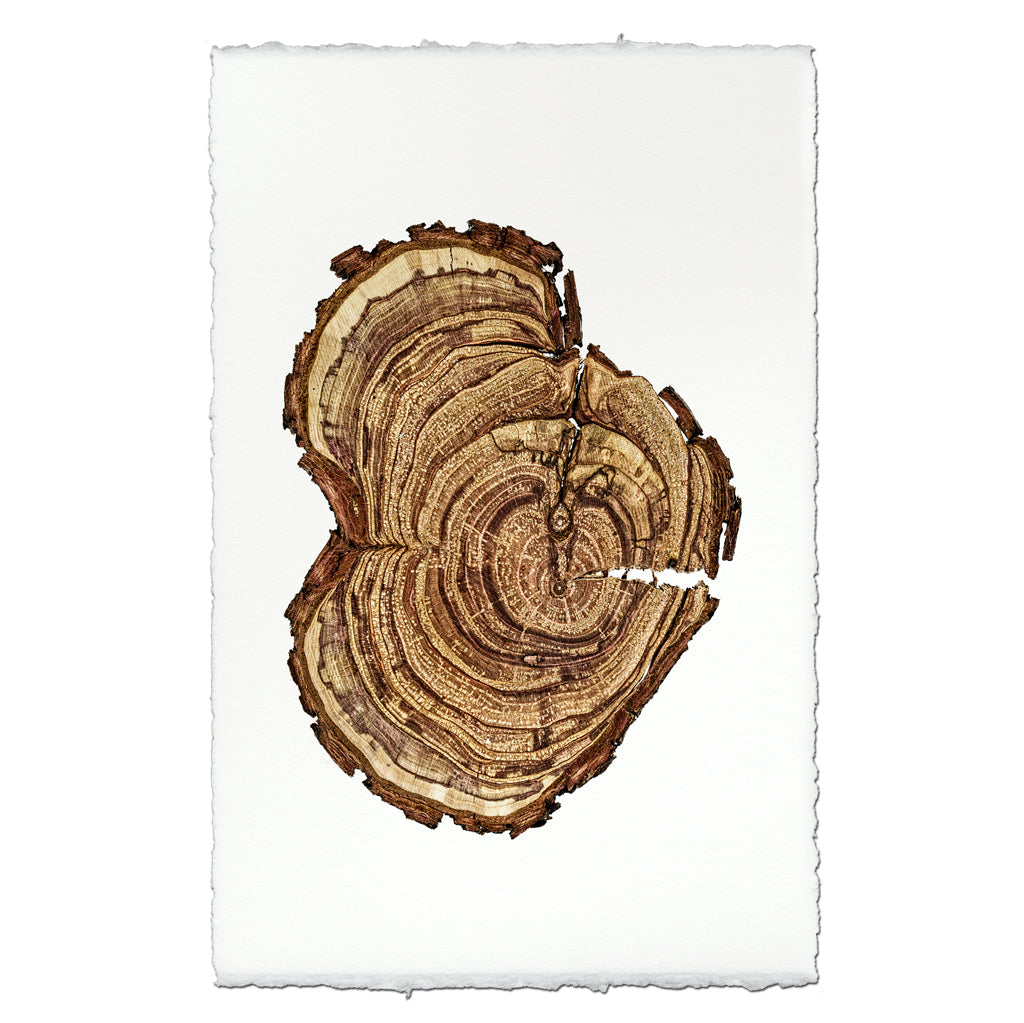 Plum Wood #4