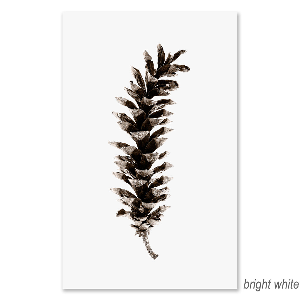 Eastern White Pine grand format