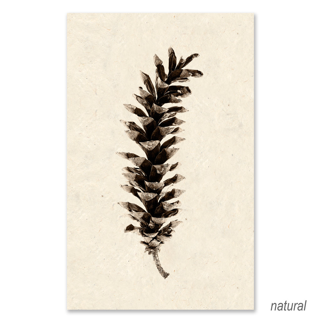 Eastern White Pine grand format