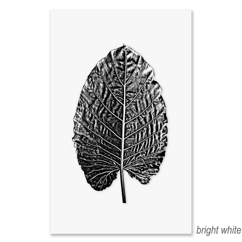 Elephant Ear grand format