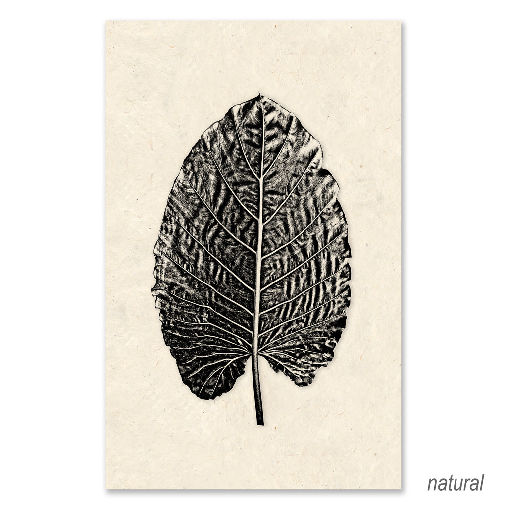 Elephant Ear grand format