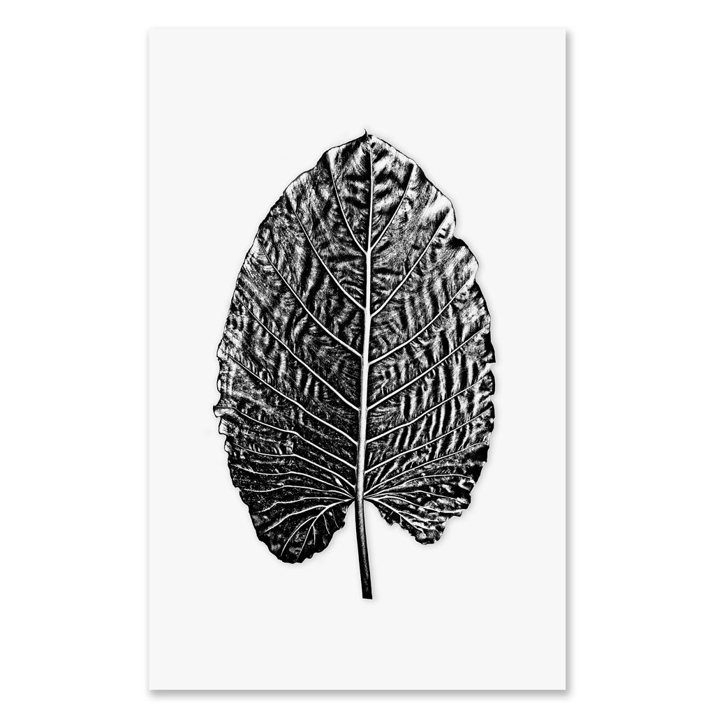 Elephant Ear grand format