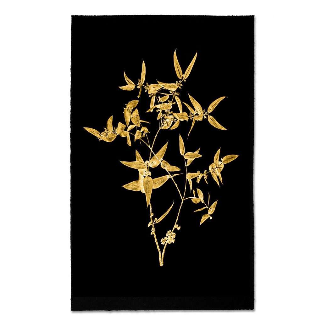 Kozo Noire Eucalyptus