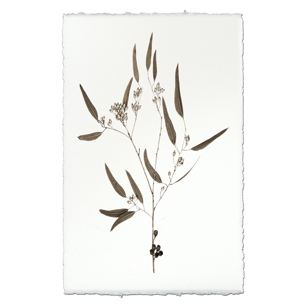 Eucalyptus #5