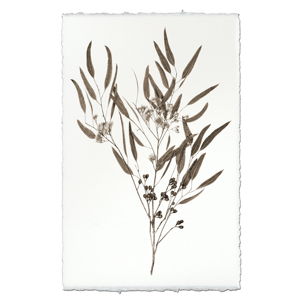 Eucalyptus #6