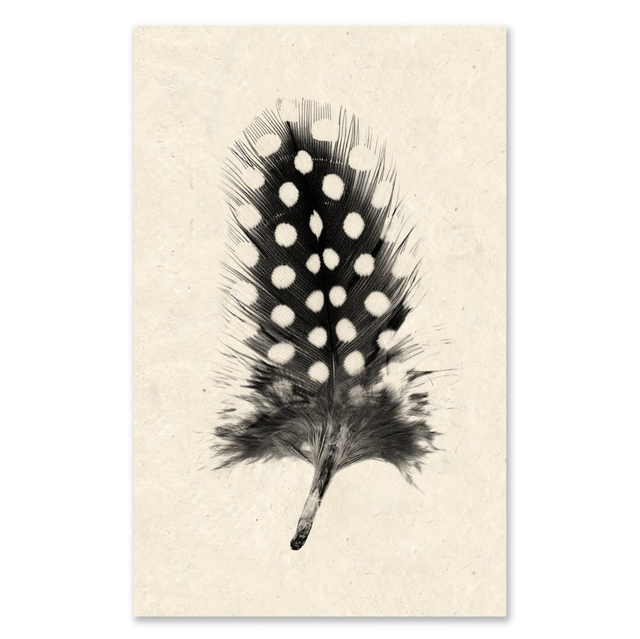 Feather #1 grand format