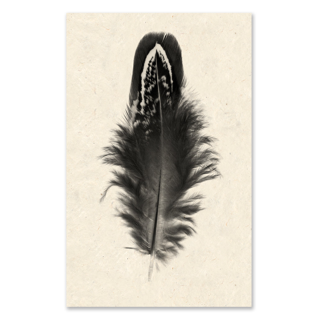 Feather #3 grand format