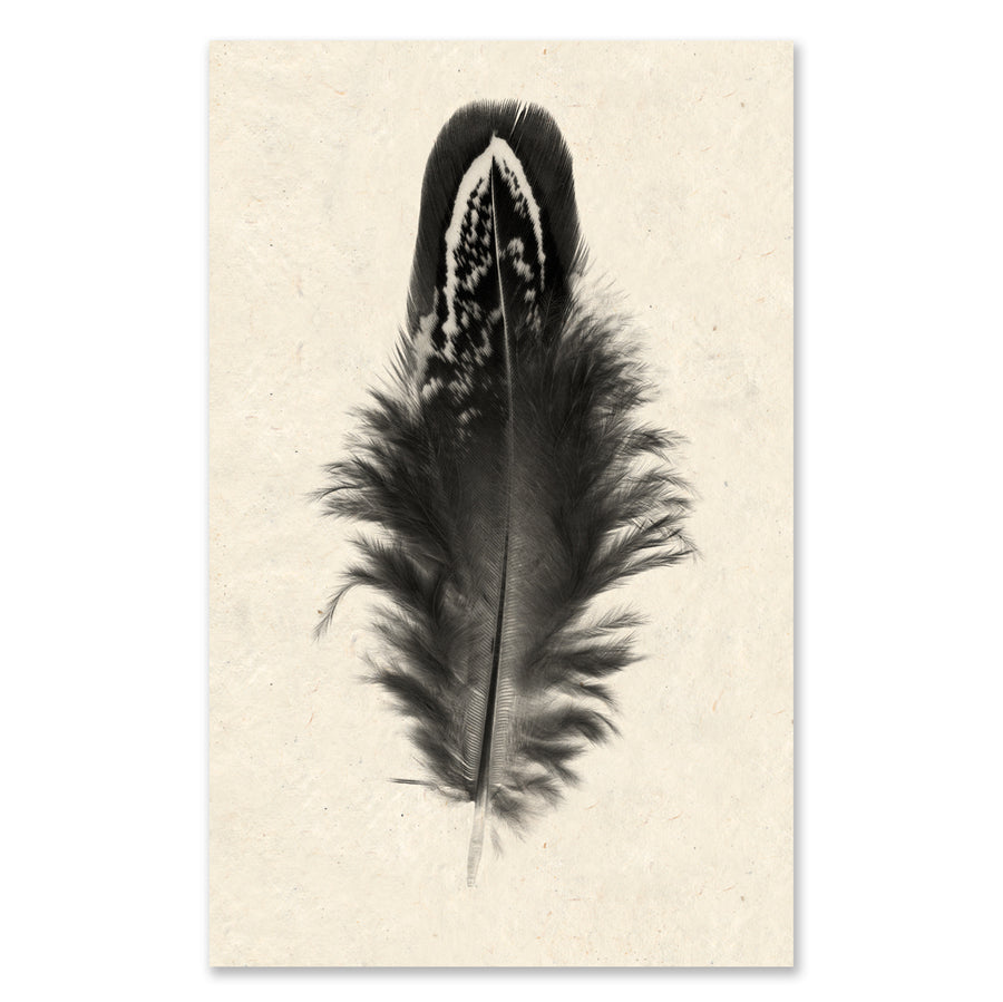 Feather #3 grand format