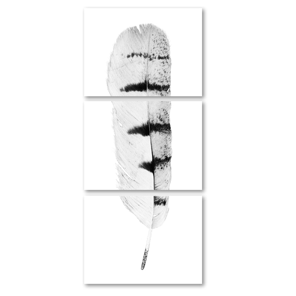 Feather #8 Trilogy Horizontal