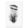 Feather Study #15 - grand format - 40x60" single sheet rag (White)