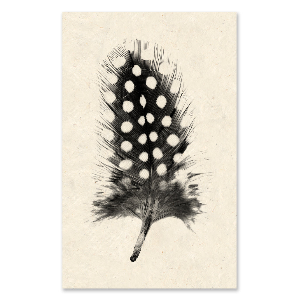 Feather Study #1 - grand format - 40x60" single sheet rag (natural)