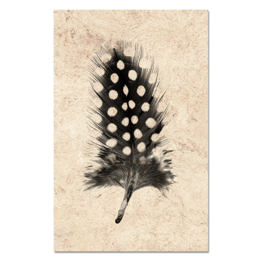 Feather Study #1 (Guinea Fowl)