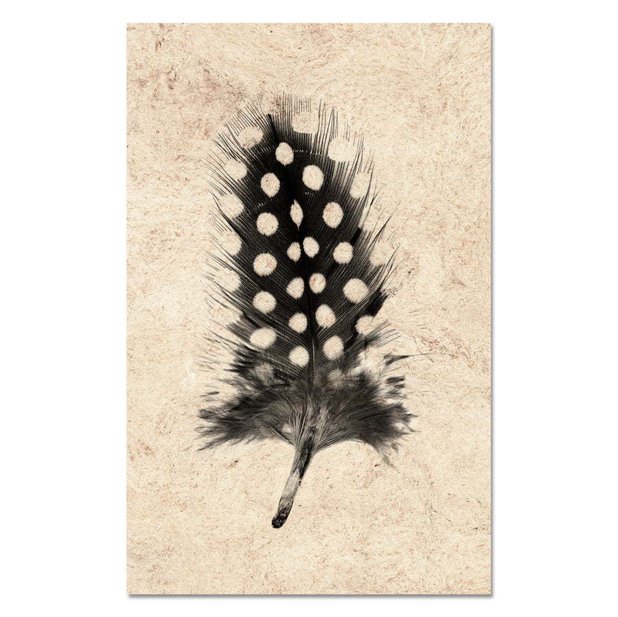 Feather Study #1 (Guinea Fowl)