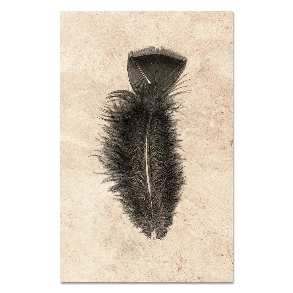 Feather Study #10 (Turkey)