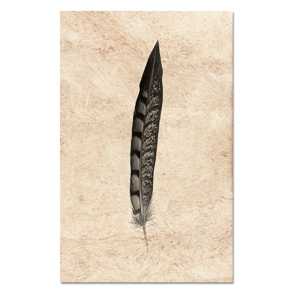 Feather Study #11 (Lady Amherst Pheasant Tail)