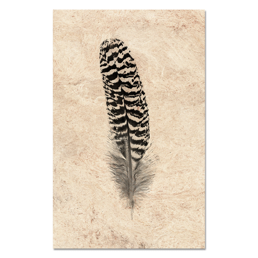 Feather Study #13 (Mottled Peacock Wing Quill)
