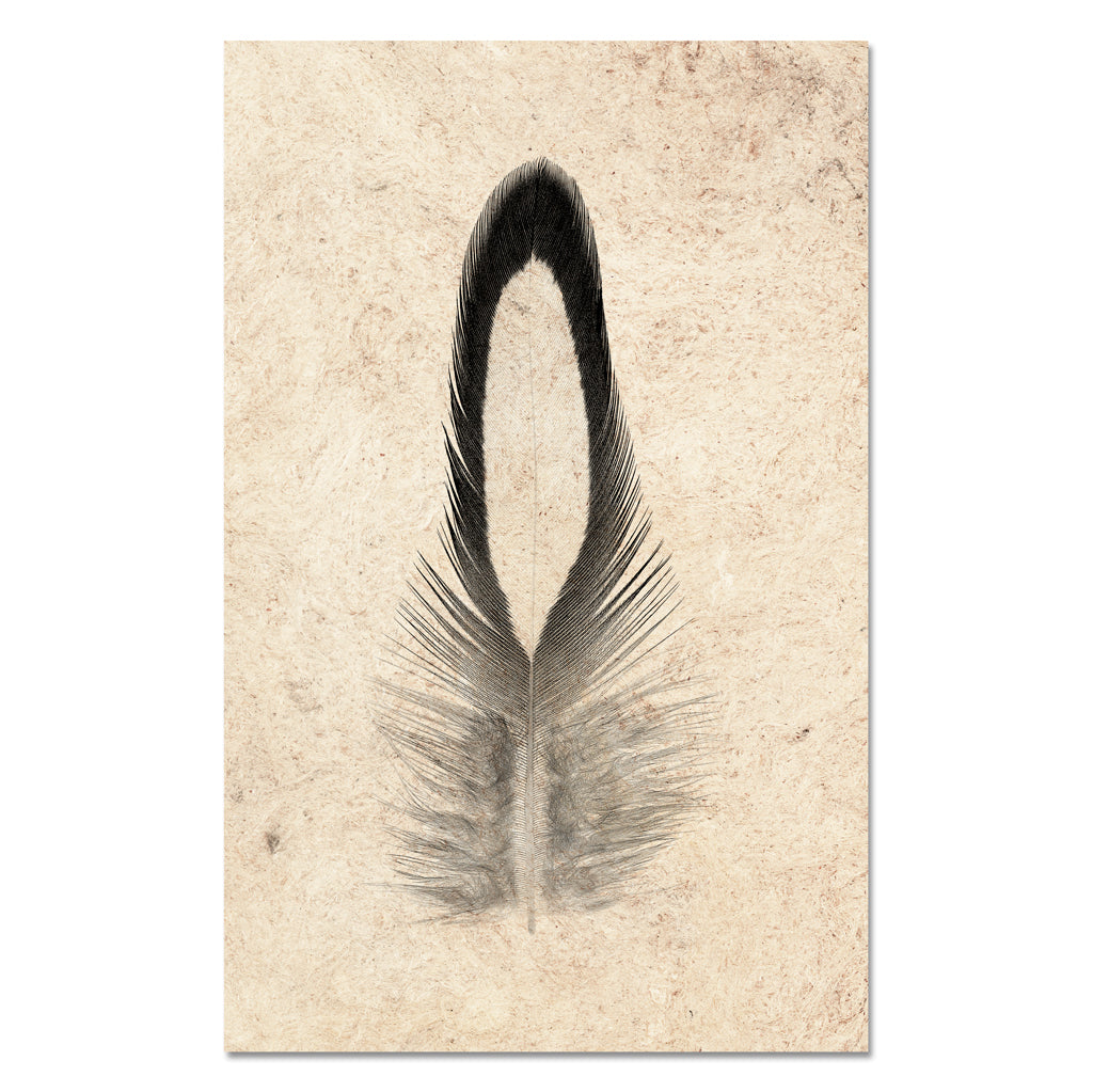 Feather Study #14 (Lady Amherst Pheasant Tippet)