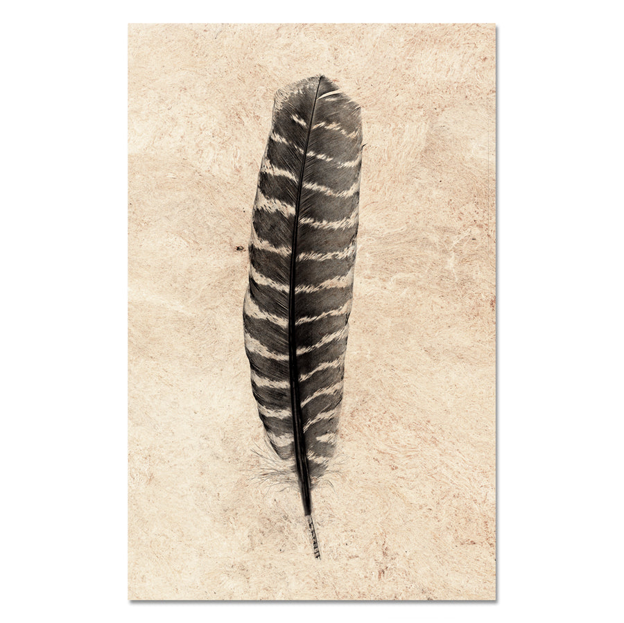 Feather Study #16 (Wild Turkey)