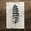 Feather Study #17 (Amate Perla)