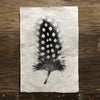 Feather Study #1 (Amate Perla)