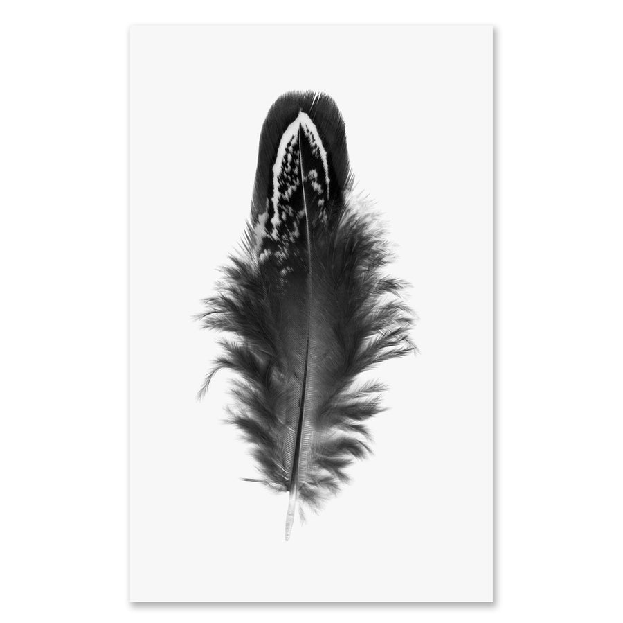 Feather Study #3 - grand format - 40x60" single sheet rag (White)