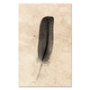 Feather Study #4 (Dove)