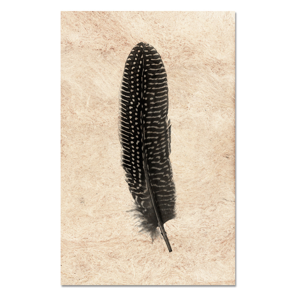 Feather Study #5 (Pheasant)