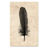 Feather Study #6 (Goose)