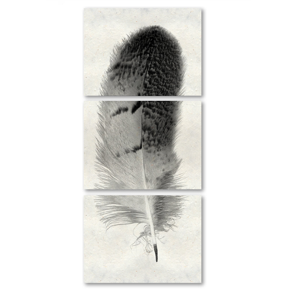 Feather #7 (Owl) Trilogy