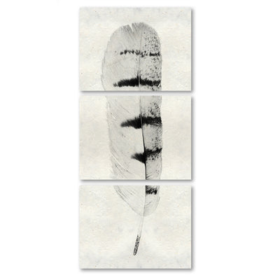 Feather #8 (Hawk) Trilogy