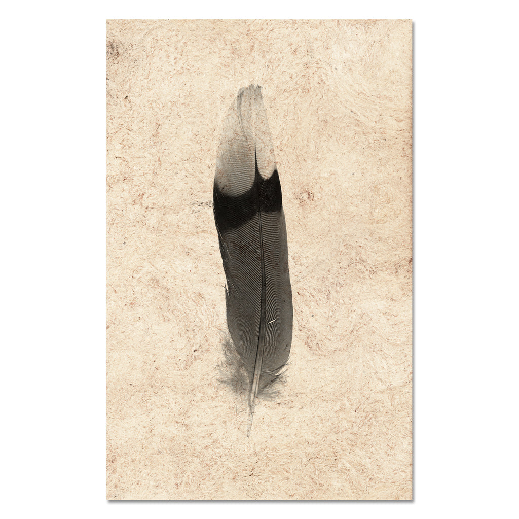 Feather Study #9 (Jay)