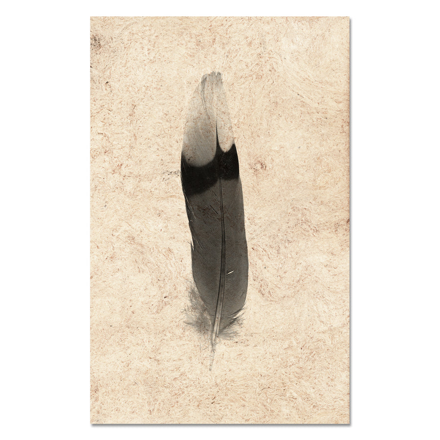 Feather Study #9 (Jay)