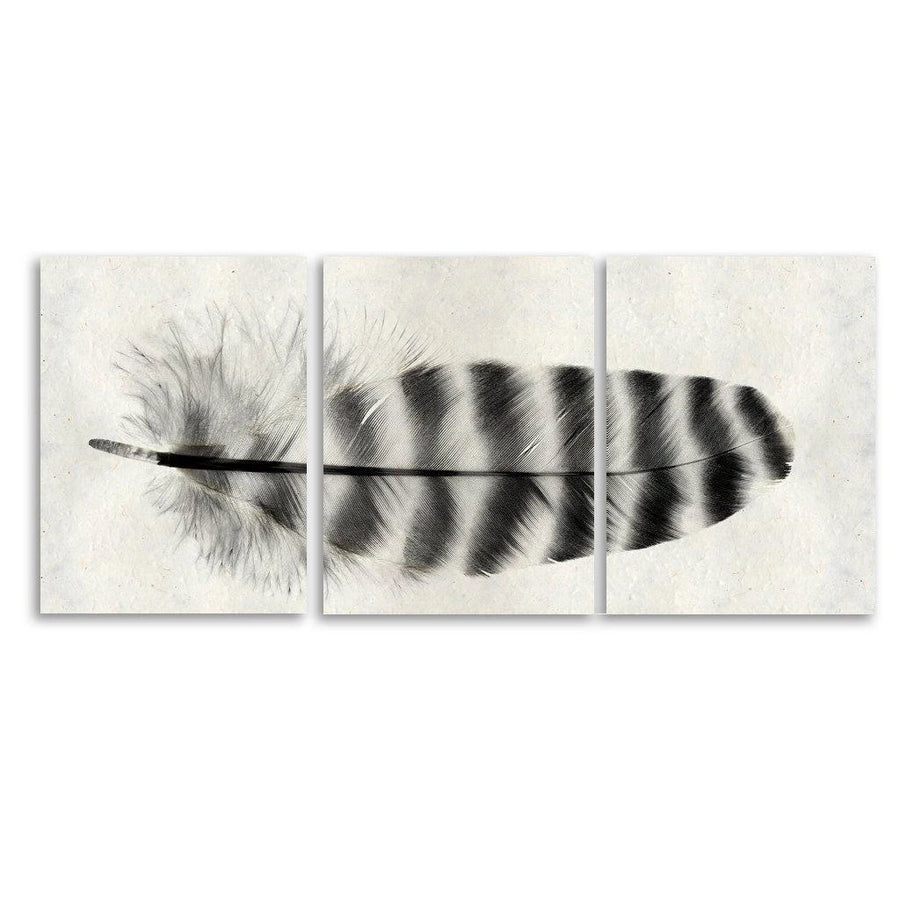 Feather #17 (Barred Rock Hen) Trilogy