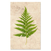 Fern #10