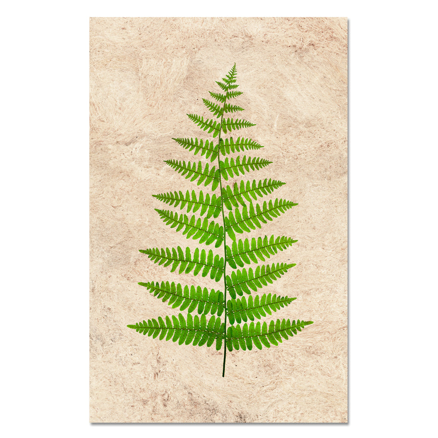 Fern #11