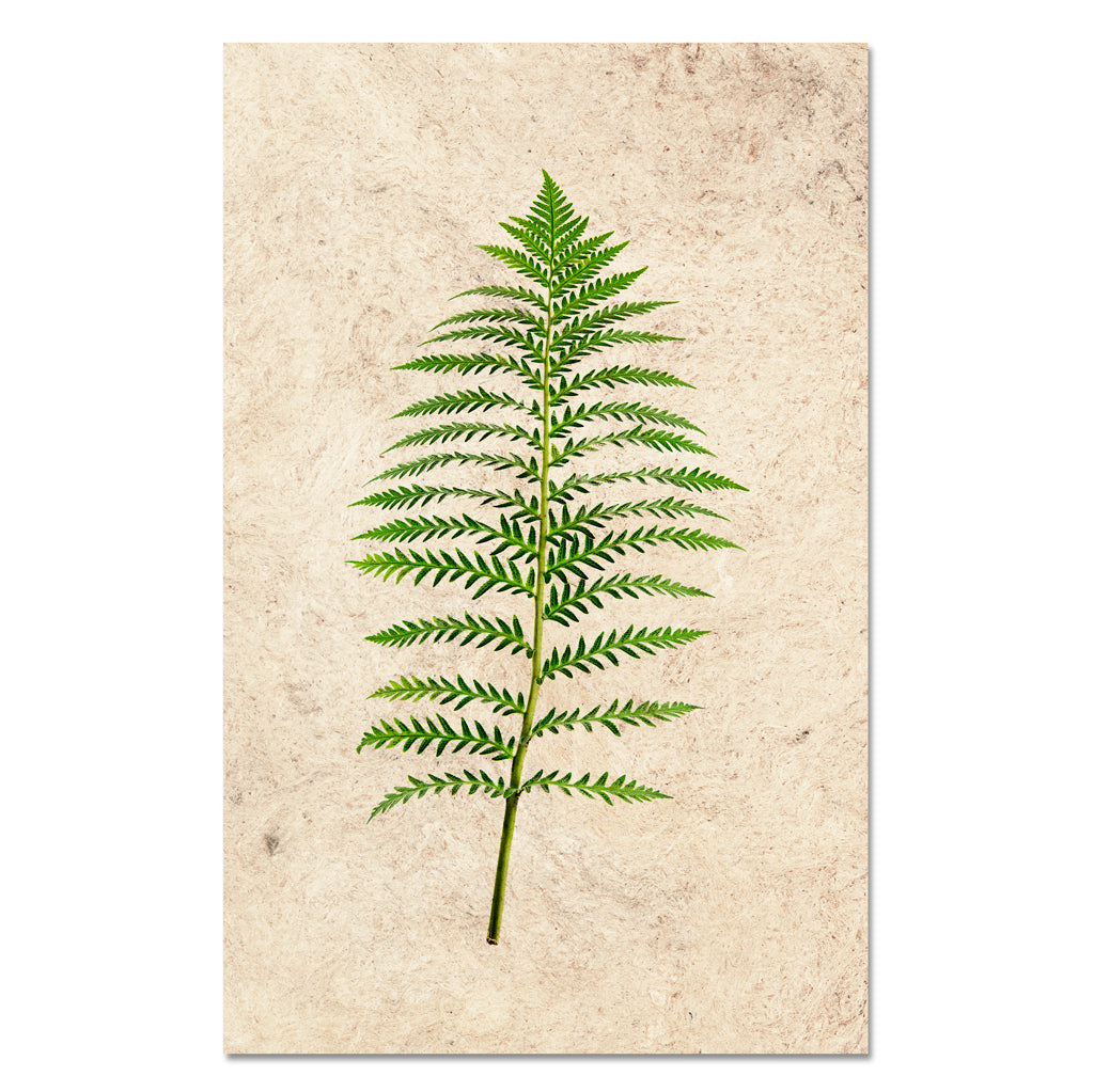 Fern #5