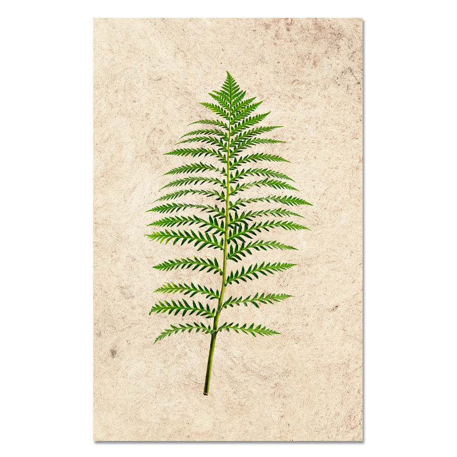 Fern #5