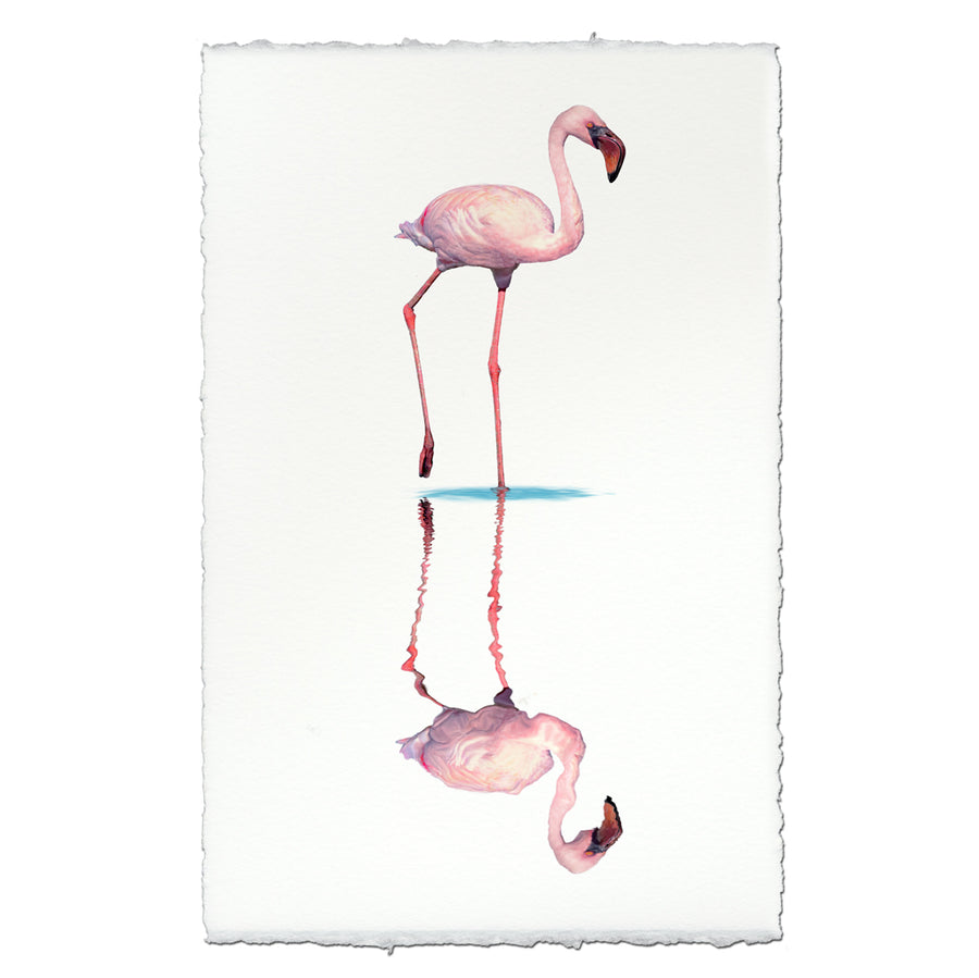 Flamingo #1