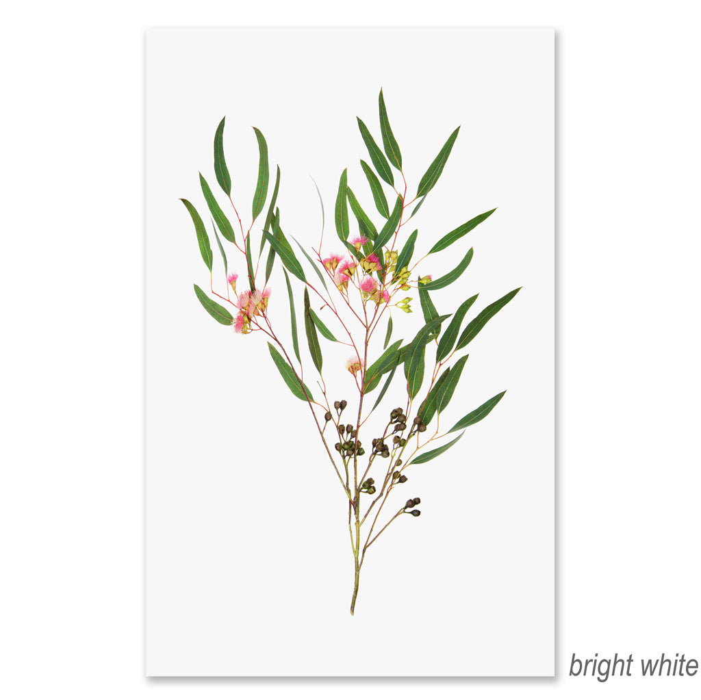 Flowering Eucalyptus grand format