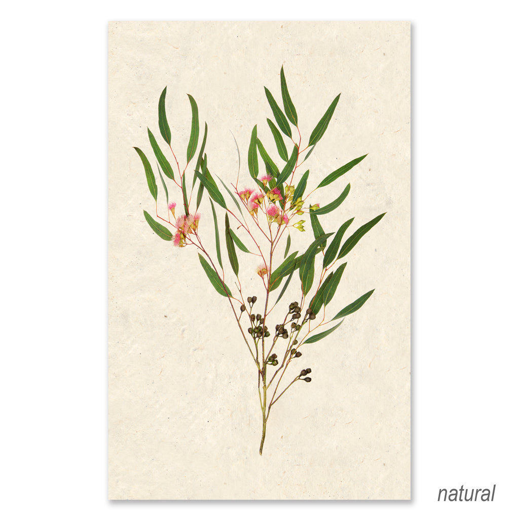 Flowering Eucalyptus grand format