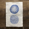 Double Sand Dollar (Amate Perla)