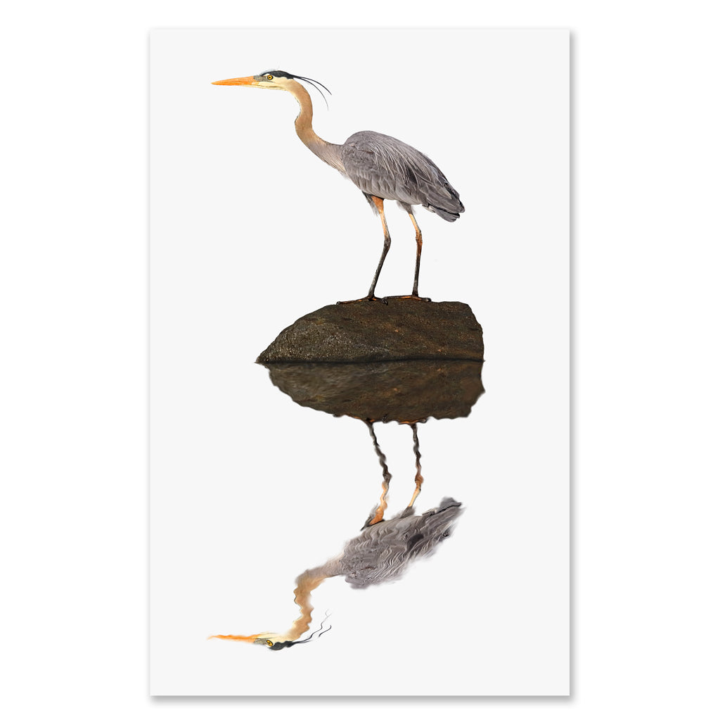 Great Blue Heron grand format