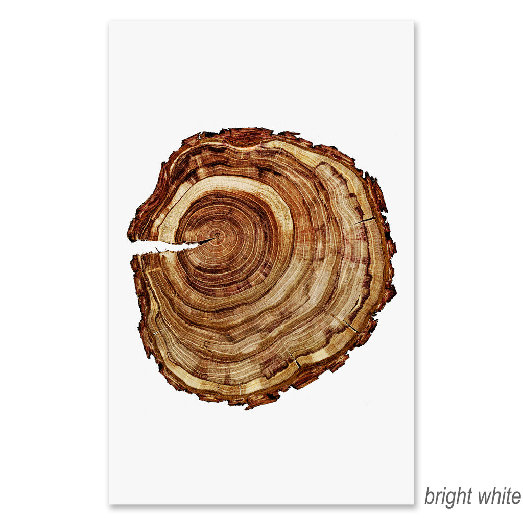 Plum Wood #1 Grand Format