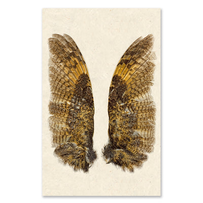 Owl Wings grand format