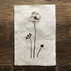 Anemone (Amate Perla)