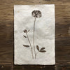 Peony (Amate Perla)