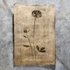 Peony (Amate Sierra)