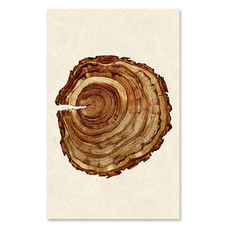 Plum Wood #1 Grand Format