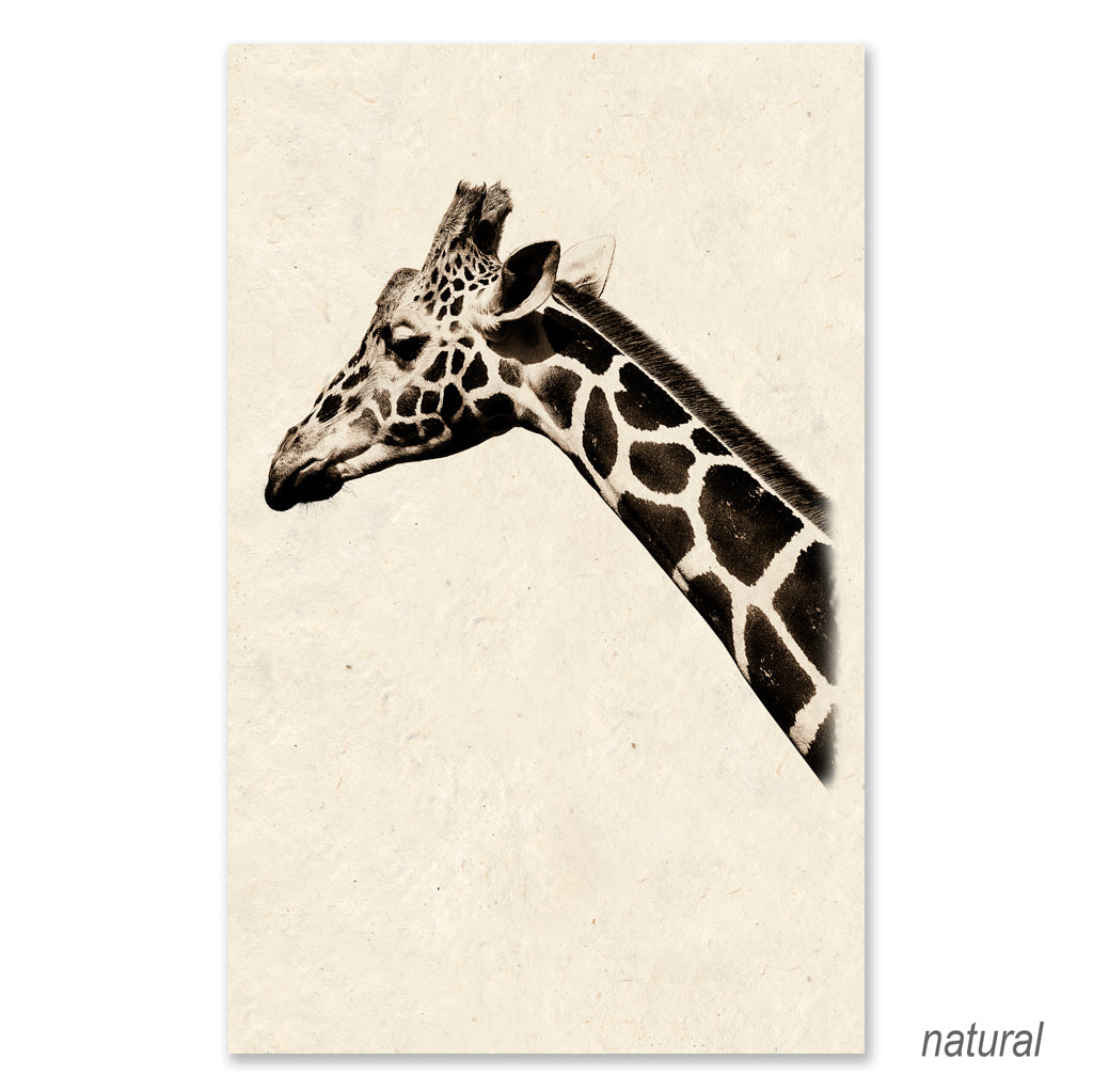 Giraffe grand format