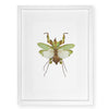 Green Praying Mantis - standard (20x30) / English watercolor / white on white shadowbox